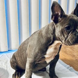 French Bulldog Puppies from French OG Los Ángeles
