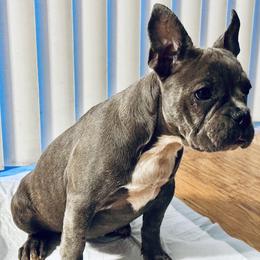 French Bulldog Puppies from French OG Los Ángeles