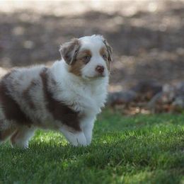 Miniature American Shepherd, Miniature Australian Shepherd, and Toy Australian Shepherd Puppies from MercyMe Miniature American Shepherds