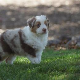 Miniature American Shepherd, Miniature Australian Shepherd, and Toy Australian Shepherd Puppies from MercyMe Miniature American Shepherds
