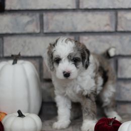 Aussiedoodle Puppies from Peachydoodlepups