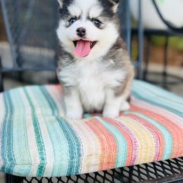 Triton - Black and white male Pomsky puppy in Yavapai County, Arizona from Pawsh Pomskies