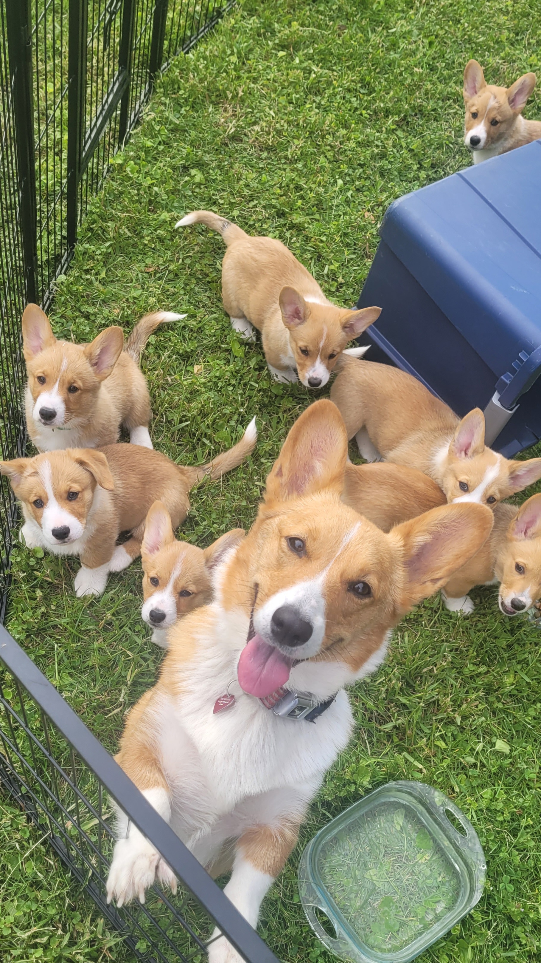 Pembroke Welsh Corgi puppies from Seegrist Family Puppies