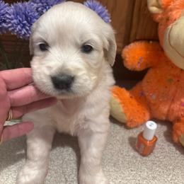 Daisy - Light golden female Golden Retriever puppy in Grant County, Indiana from On The Sunny Side Pavey Farms