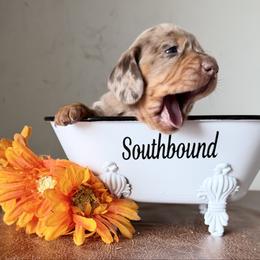 Dachshund puppies from Southbound Kennel
