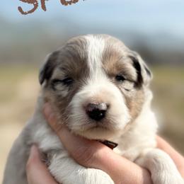 Spencer - Blue merle male Border Collie puppy in Sanger, California from Flying M Cactus Ranch Buddies