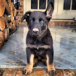 German Shepherd Puppies from Royalty German Shepherds