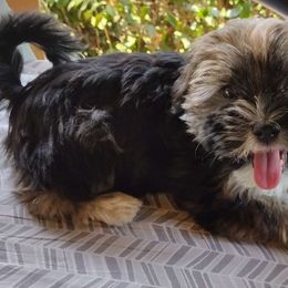Lively - Havanese