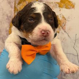 Rolo - Tri-color male Bernedoodle puppy in Richmond, Texas from Harper’s Heartbeats