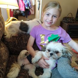 Deacon - Shih Tzu