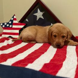 Poppy - Green Collar Female - Yellow female Labrador Retriever puppy in Hurtsboro, Alabama from PARK’s Family Farm
