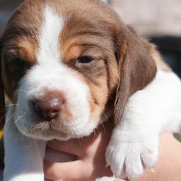Beagles from Desert Sage Beagles
