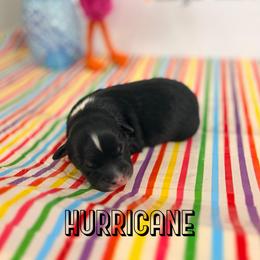 Hurricane - Black tri-color male Australian Shepherd puppy in Jena, Louisiana from Diamond 5 Aussies