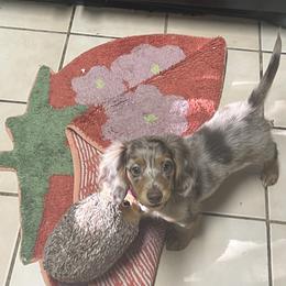 Dachshund puppies from Motorhead Dachshunds