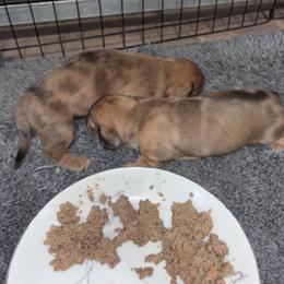 Sneezy - Dapple female Dachshund puppy in Chelsea, Oklahoma from Renee's Dachshund's