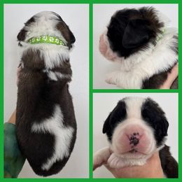 Green - Mahogany and white male Saint Bernard puppy in Ladysmith, Wisconsin from Northwoods Saint Bernards