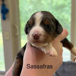 Ultra Sassafras - Blue merle male Bernedoodle puppy in Campbellsville, Kentucky from Blue Belle Hills Bernedoodles