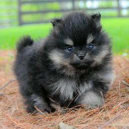 Kiki - Black and tan female Pomeranian puppy in Bremen, Indiana from AMS Pomeranians and Pomskies in Indiana