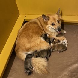 Icelandic Sheepdog Puppies from Paula Sanderson's Icelandic Sheepdogs