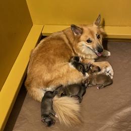 Icelandic Sheepdog Puppies from Paula Sanderson's Icelandic Sheepdogs
