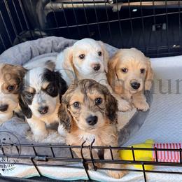 Dachshund Puppies from L&L Dachshunds