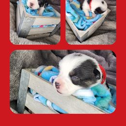 Red Collar - Black and white male American Corgi puppy in Glenwood, Minnesota from Crystal Blue Corgi