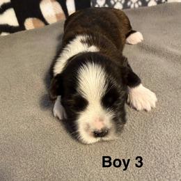Boy 3 - Red brindle male Havanese puppy in Elkins, Arkansas from Havana Knights Havanese