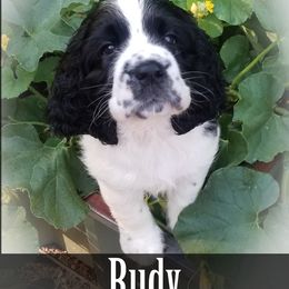 English Springer Spaniel Puppies from TimberVale Springers