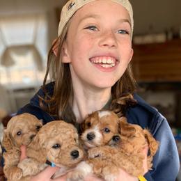 Goldendoodle Puppies from Carmel Classy Doodles