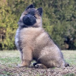 Belgian Malinois Puppies from Top Dogs