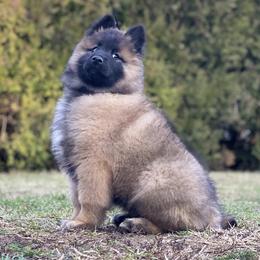 Belgian Malinois Puppies from Top Dogs