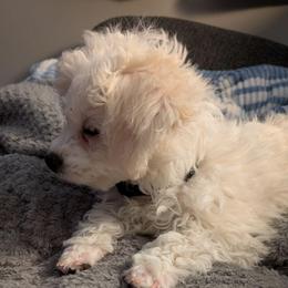 Black Collar Girl - White female Bichon Frise puppy in Eaton Rapids, Michigan from JMs Bichons