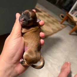 Banjo - Black sabled fawn male Chihuahua puppy in Eustis, Florida from Chichianna's Legacy