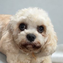 Cavachon puppies from The House of Wiggle Waggle