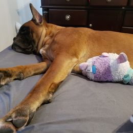 Boxer All Grown Up from Diamond Lane Boxers