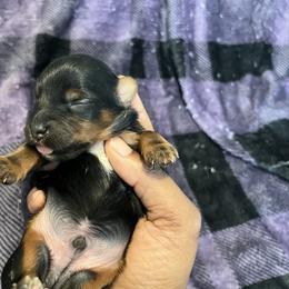 Hamm 1500 - Black and tan male Yorkshire Terrier puppy in Gastonia, North Carolina from Precious pups dynasty kennel