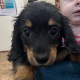 Utah - Black and tan male Dachshund puppy in Argos, Indiana from TKO Doxies