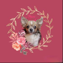 Maci - Chihuahua