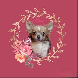 Maci - Chihuahua