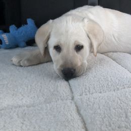 Labrador Retriever Puppies from Brazil’s Elite Labradors