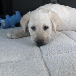Labrador Retriever Puppies from Brazil’s Elite Labradors