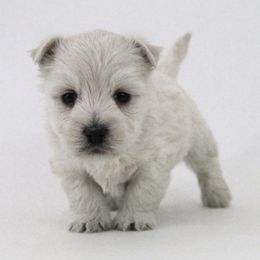 West Highland White Terrier Puppies from The West Acres