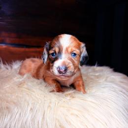 Arabella - Dapple female Dachshund puppy in Washburn, Tennessee from Clinch Mountain Dachshunds