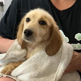 Arlo - Dachshund