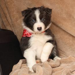 Jingle - Slate (Blue) - Slate male Border Collie puppy in Courtland, Alabama from C Bar C Ranch Border Collies