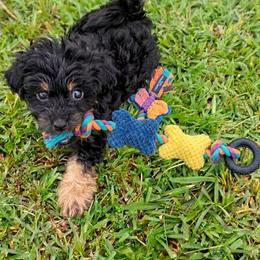 Chloe - Black and tan female Companion Cross puppy in Macon, Georgia from Shipoo Lane