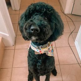 Mamba - Goldendoodle