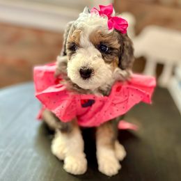 Coralline - Blue merle female Bernedoodle puppy in Munster, Indiana from Miranda’s Sunshine Poodles and Doodles