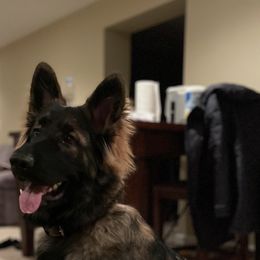 German Shepherd Puppies from Von Fleckenstein