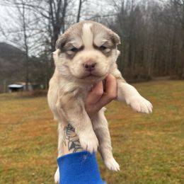 Red - Red and white male Siberian Husky puppy in Jonesborough, Tennessee from Dry Creek Siberians